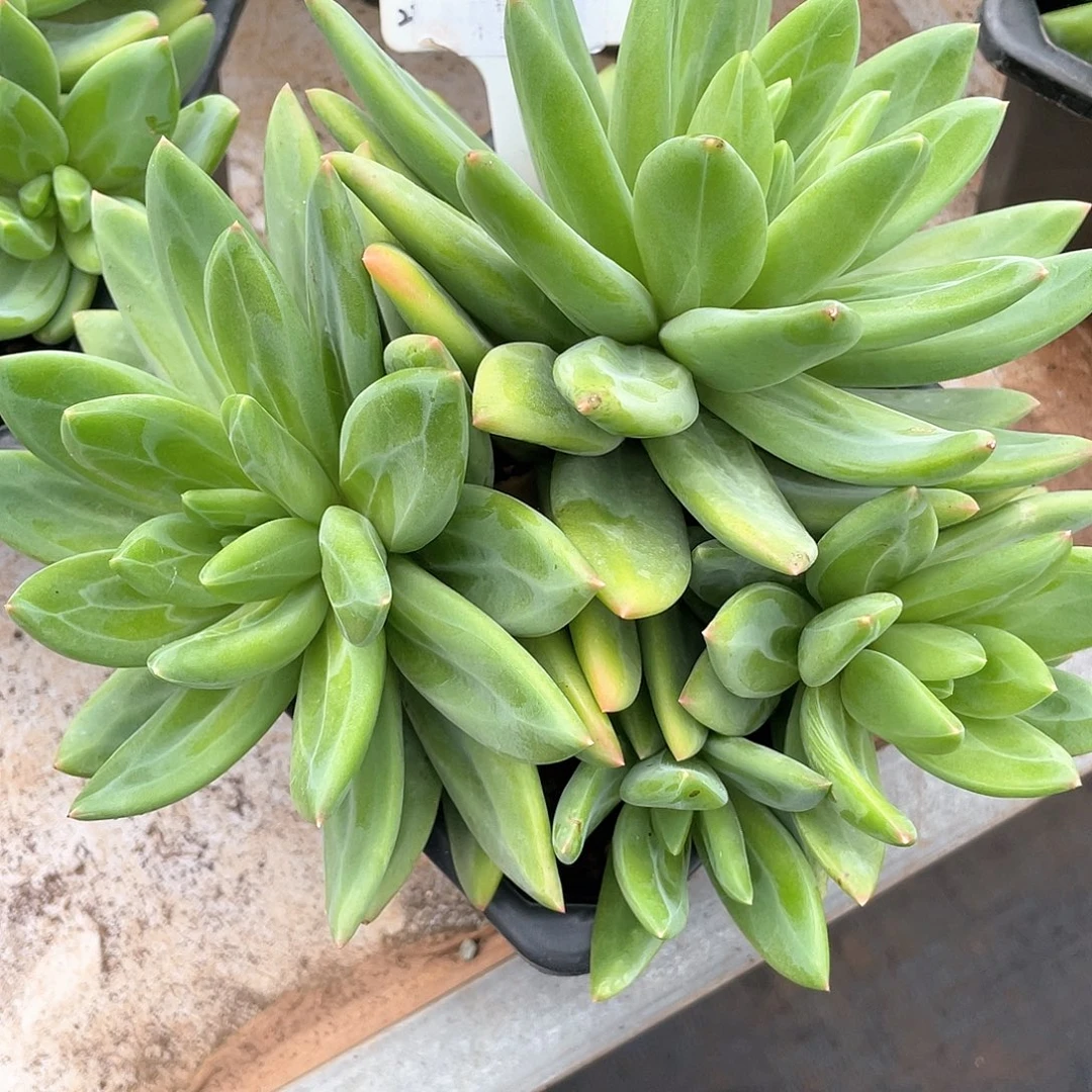 M***e海洋之歌四头群2175号