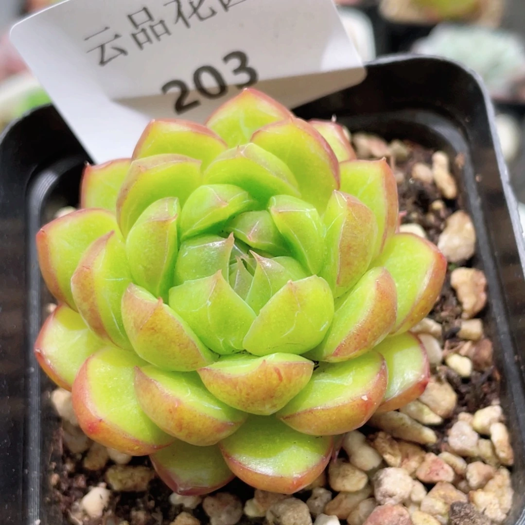 203号糖心冰心珍妮 果冻糖