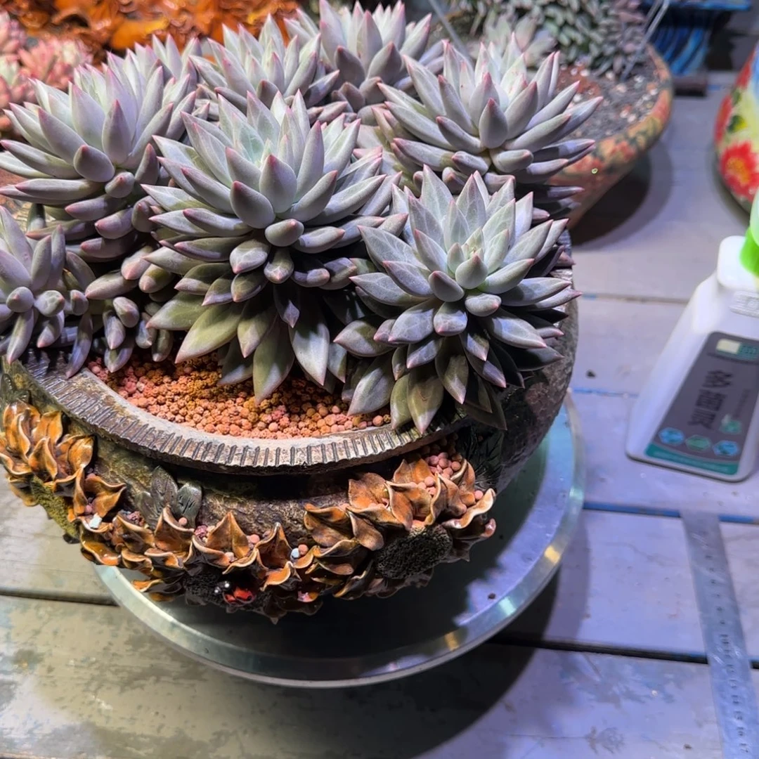 汐***宝无花朵多肉植物一物一拍