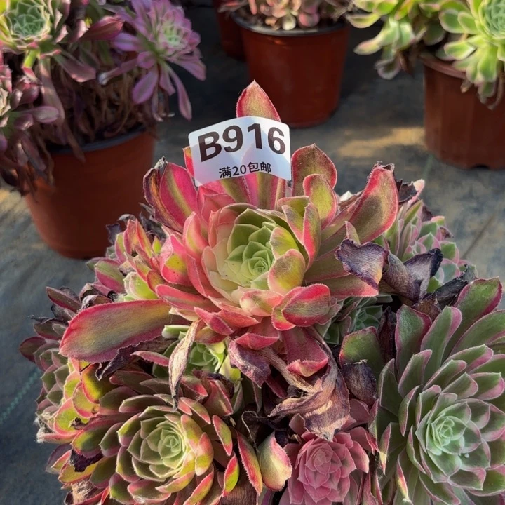 瑞妈多肉园艺，916
