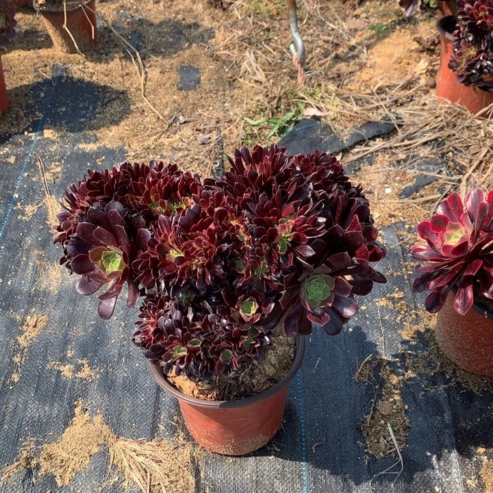 欧紫法师缀化官服28