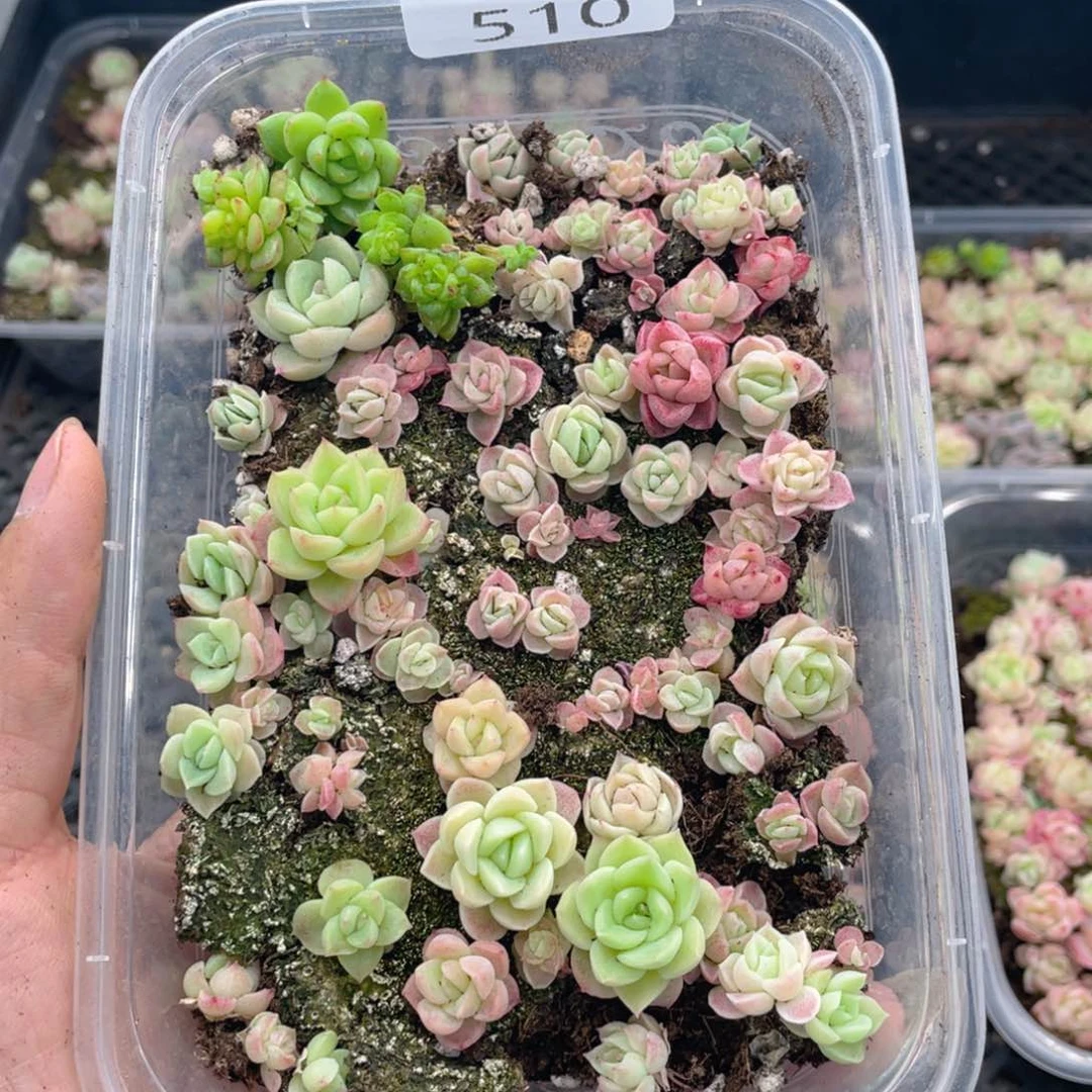 云糖心多肉植物510