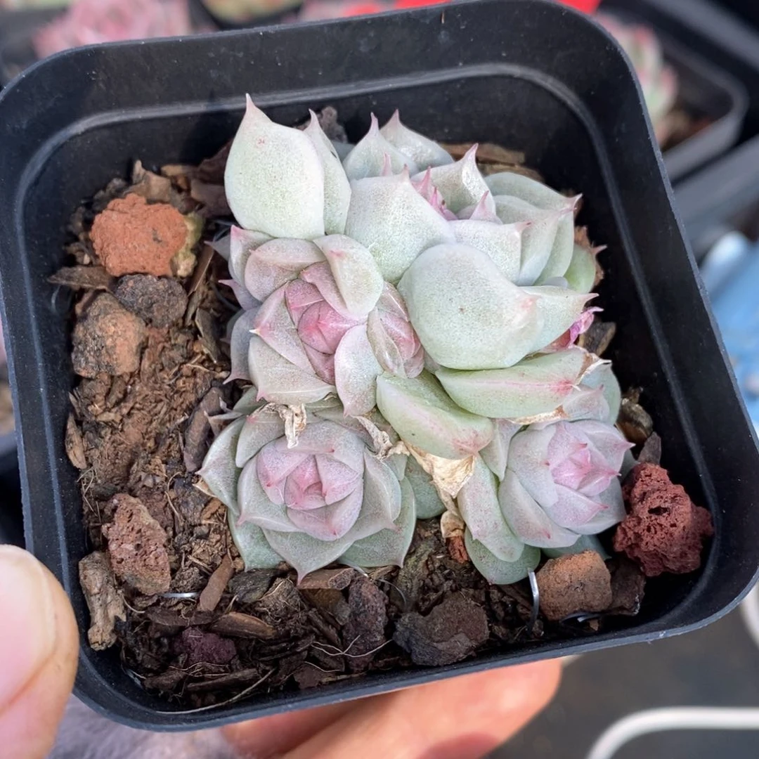 精品多肉一物一拍149