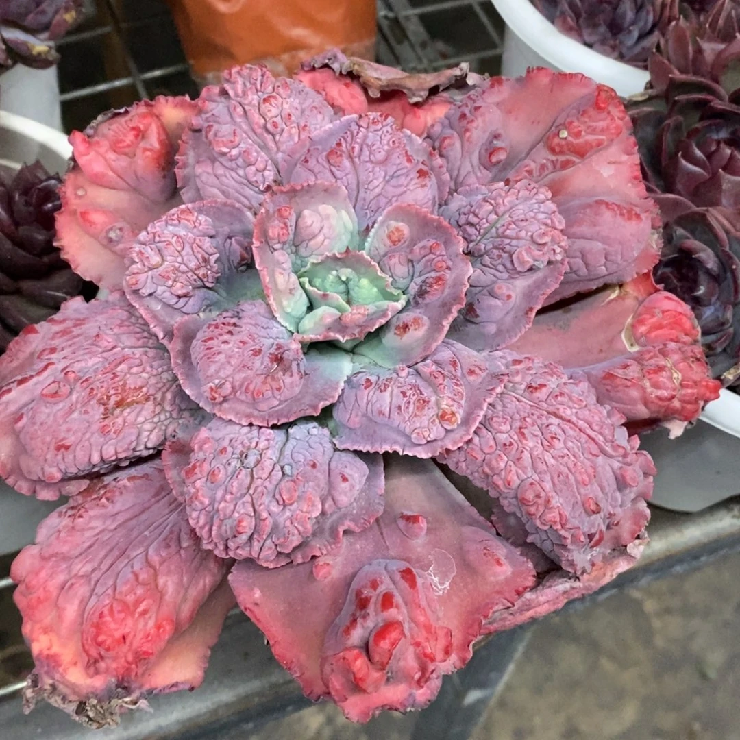 狂野男爵大单头老桩