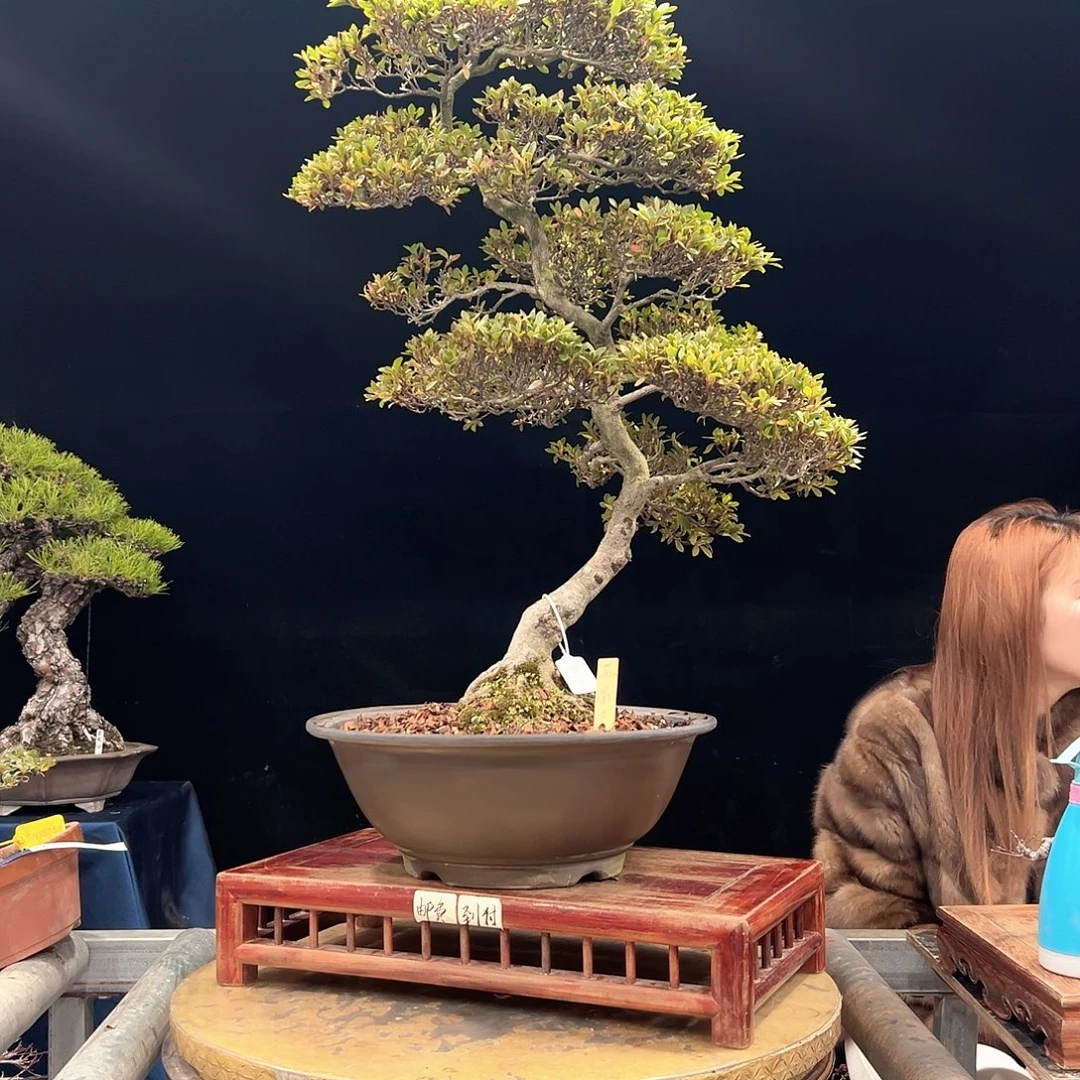 三****无花朵杜鹃花的诗作是一