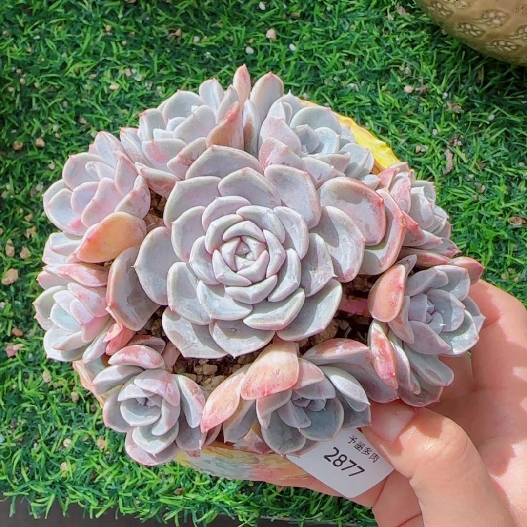 汉堡手捧，2877多肉植物