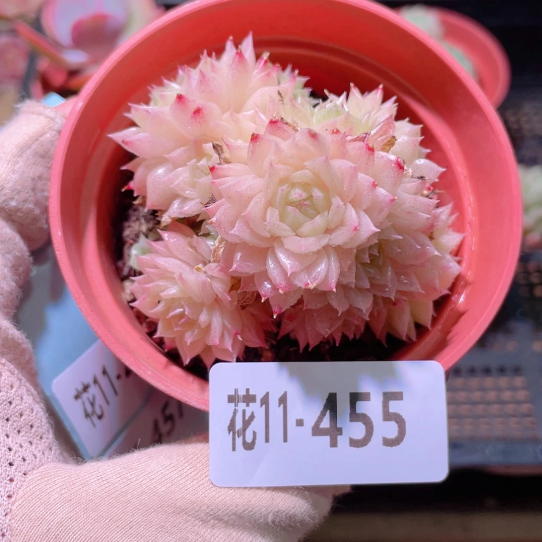 花利美11-455麦秆