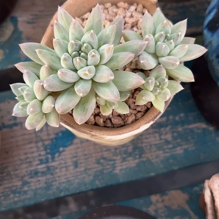 杜里万杂乌拉克拉