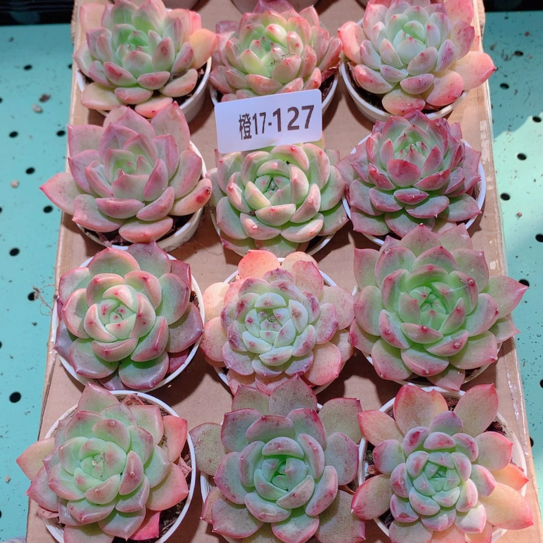 17-127一物一拍多肉带盆18颗