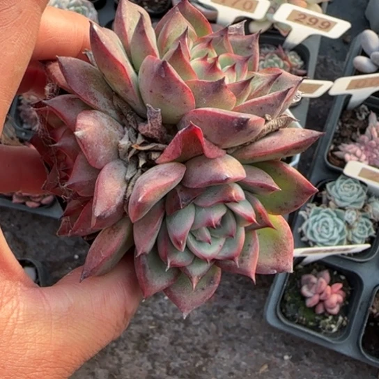 277篝火多肉植物多