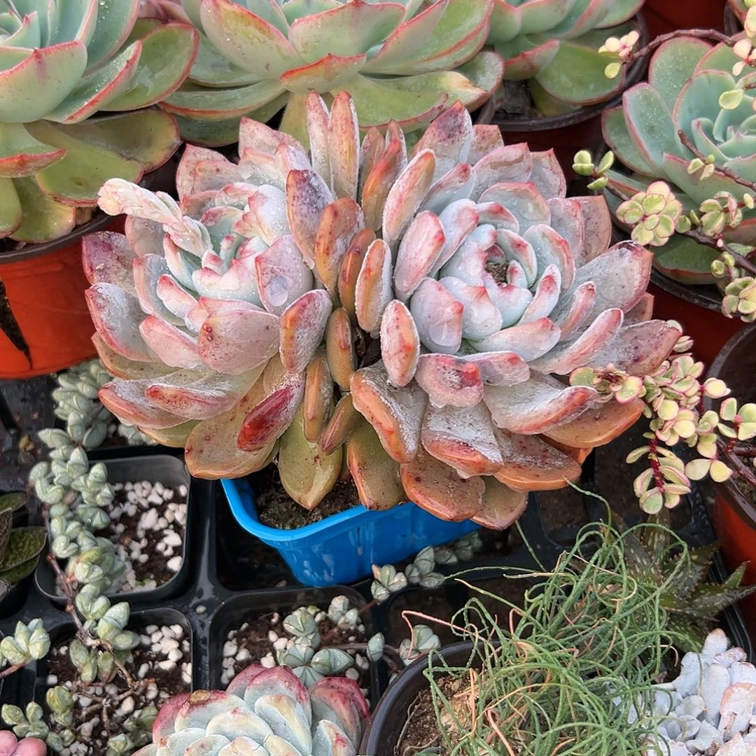 多肉植物橙梦露双头