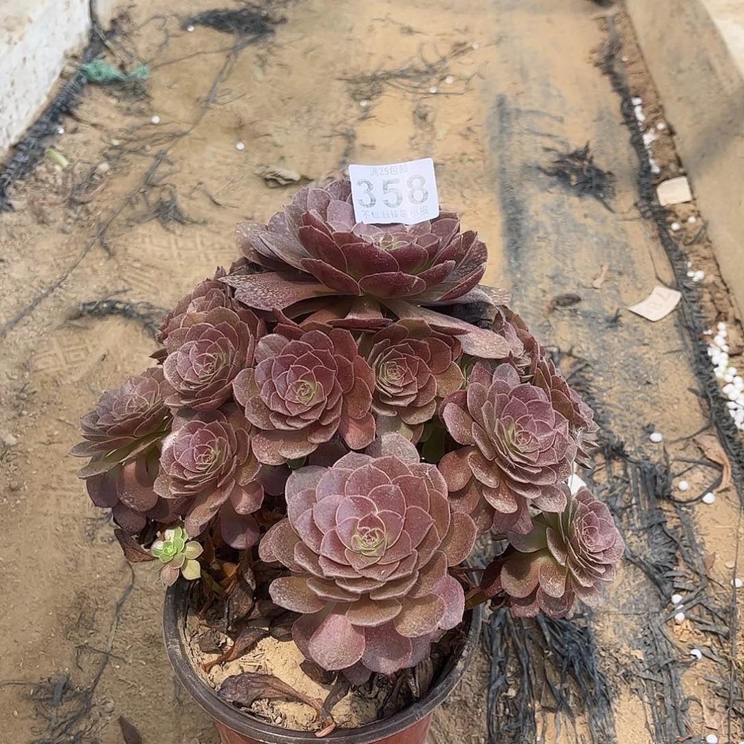 黑魔358不包断枝的