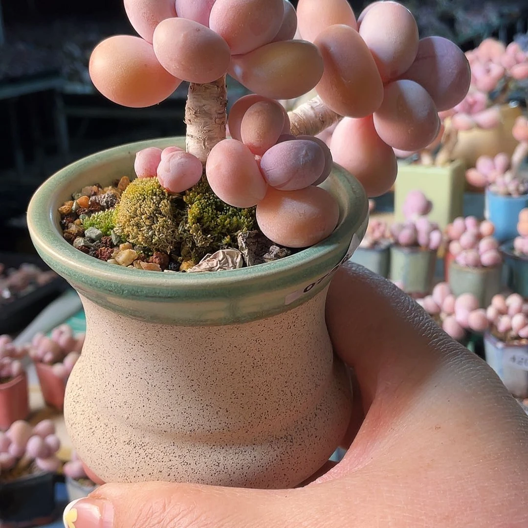 已*路多肉植物的生长发育规律与