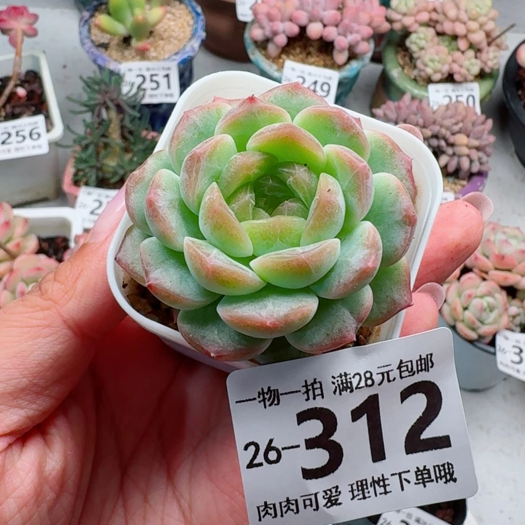 无尽灯无盆土发货无盆土发货无接