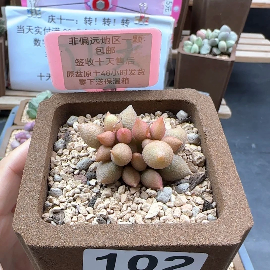 102小辣椒多肉植物