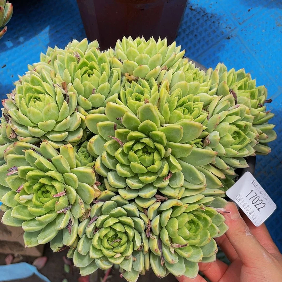 书***书珍妮17022多肉多肉