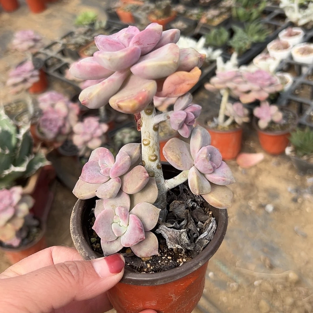 多肉植物鹅肝紫乐