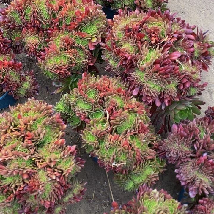 娜迦女王一颗多肉植物