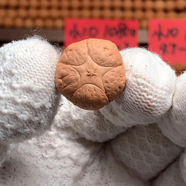 凤眼菩提手串25年尼泊尔20五星