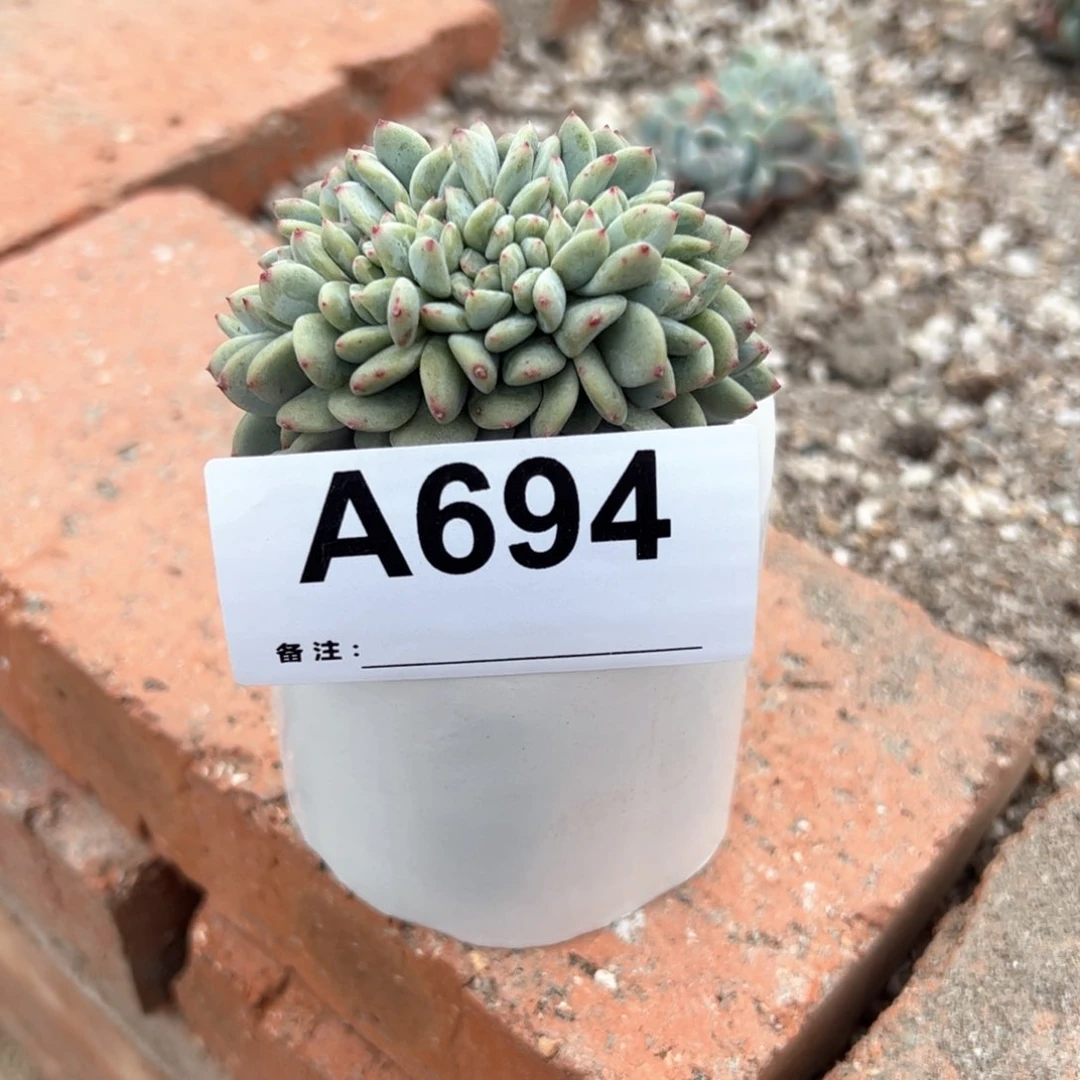 694多肉多肉多肉
