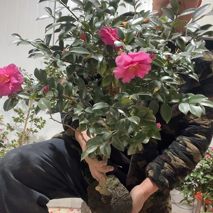 无花朵1234567890000