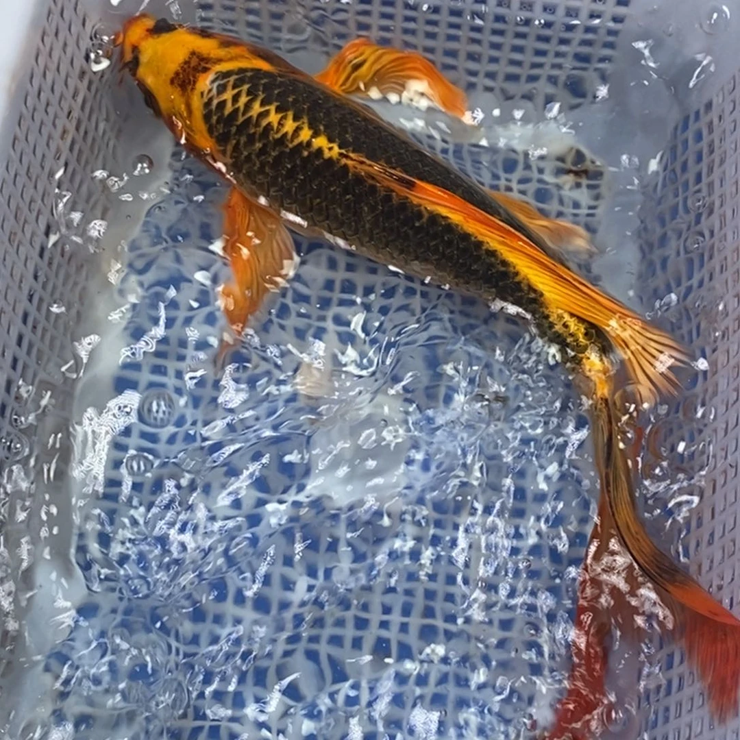 锦鲤冷水锦鲤包邮
