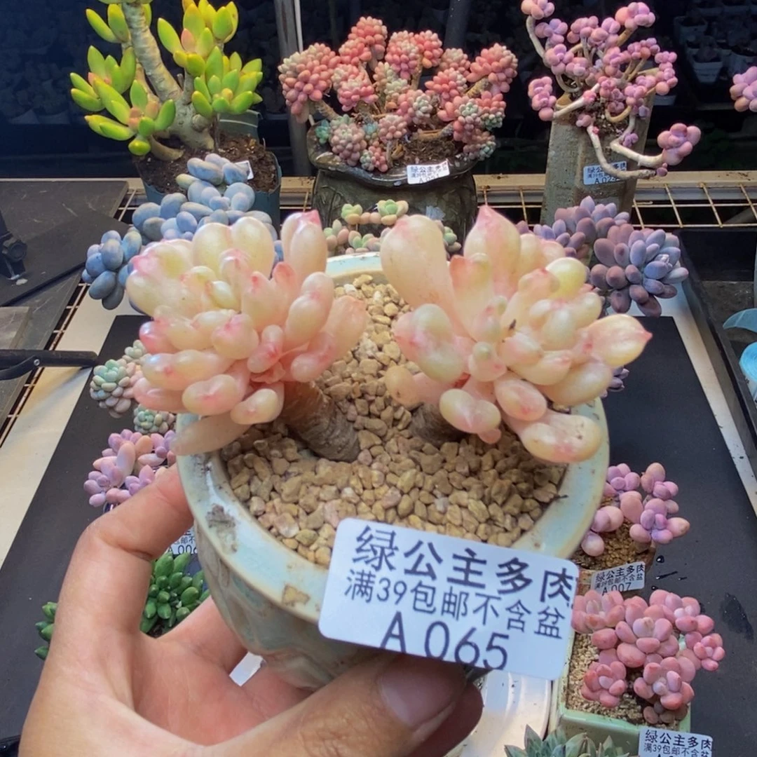 065比尔盖茨多肉6cm