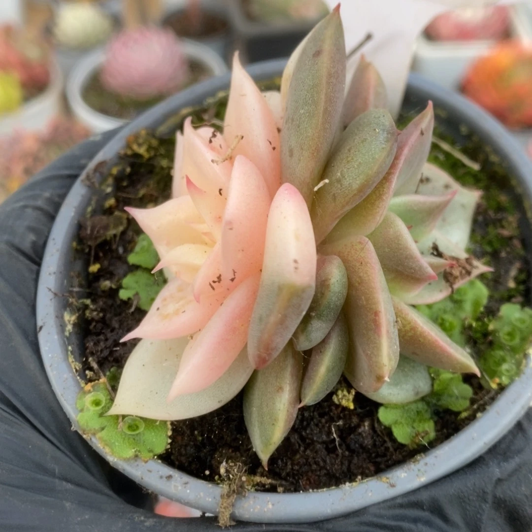 692贝加尔湖锦锦锦锦锦