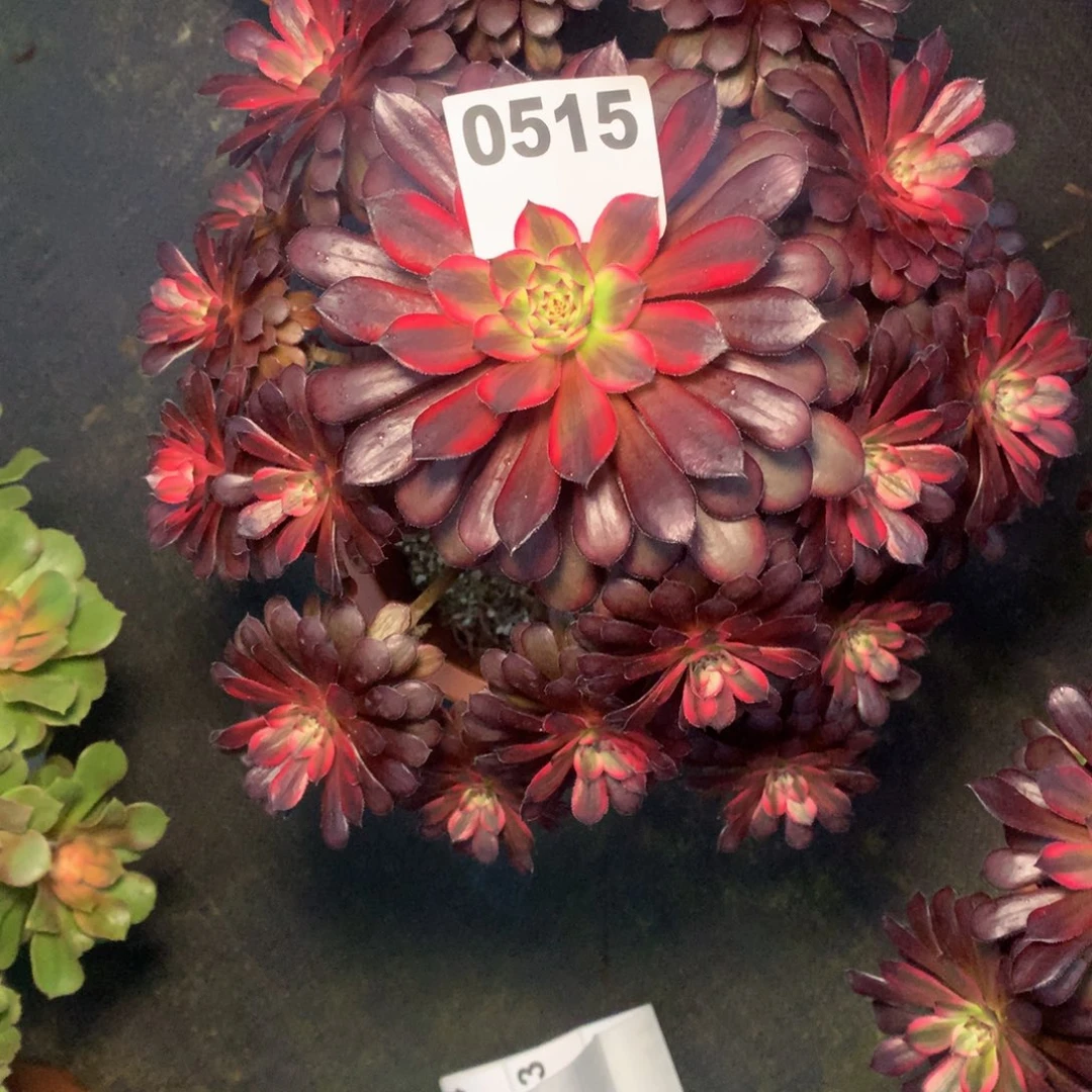 黑天鹅515法师多肉妖点植物3800000