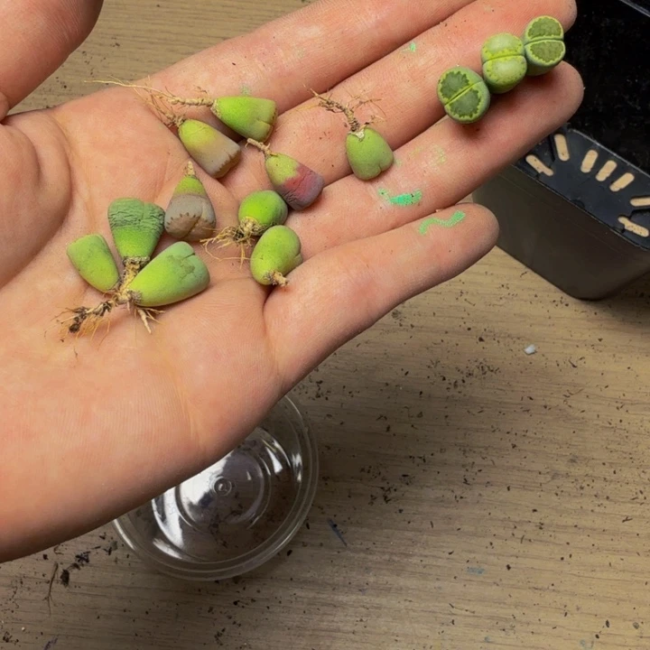 陈***陈多肉植物和植物等63