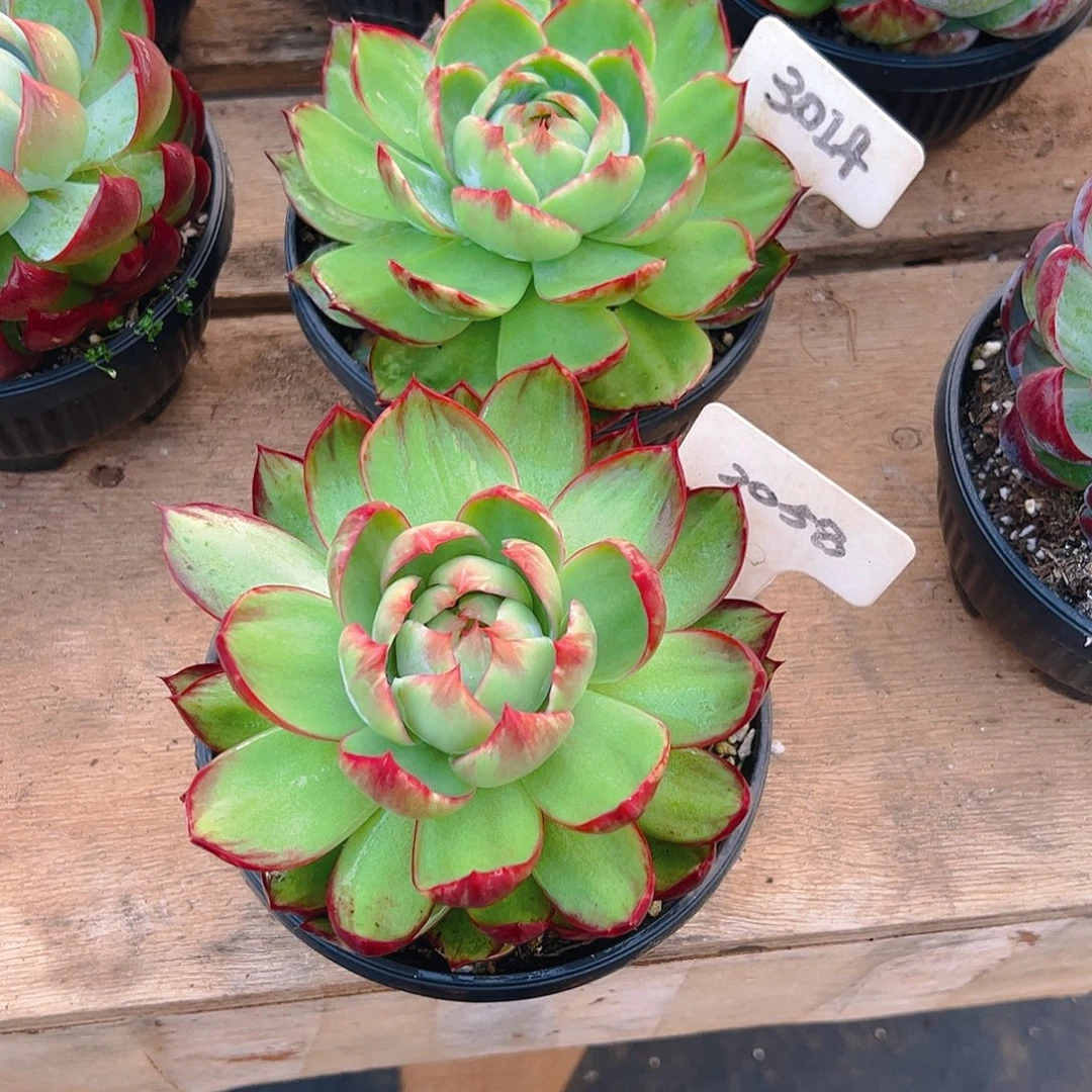 @***开惊鸿仙子2058.3014号