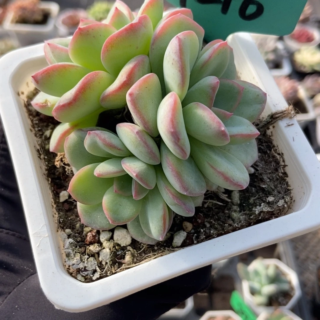 7216泡芙多肉植物多肉