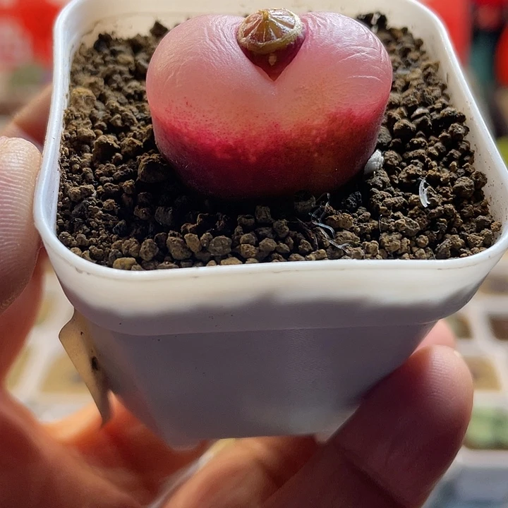 佳人园艺多肉生石花韩式蟠桃736