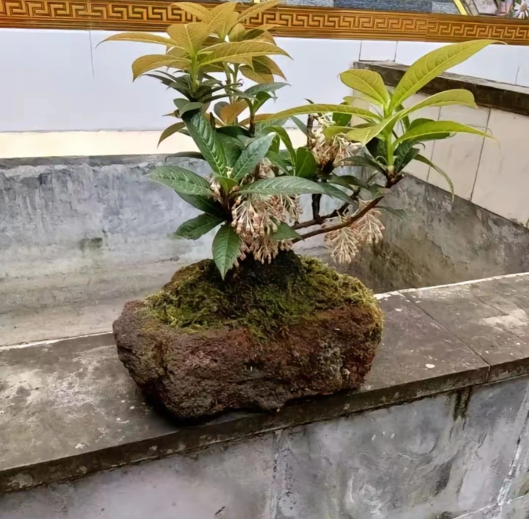 树萝卜，吊金钟，小叶白花红花