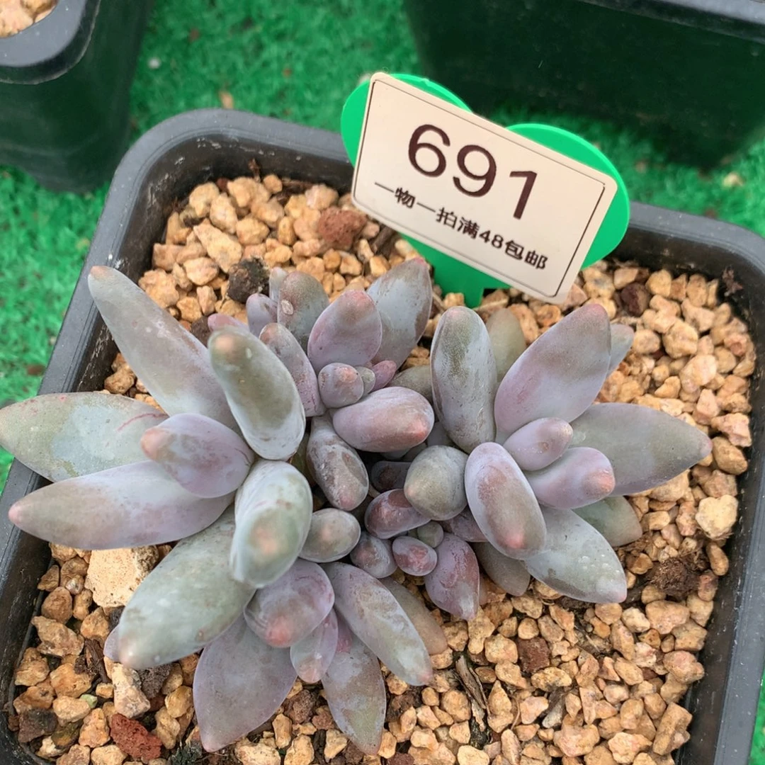 企鹅无砍平头6头691