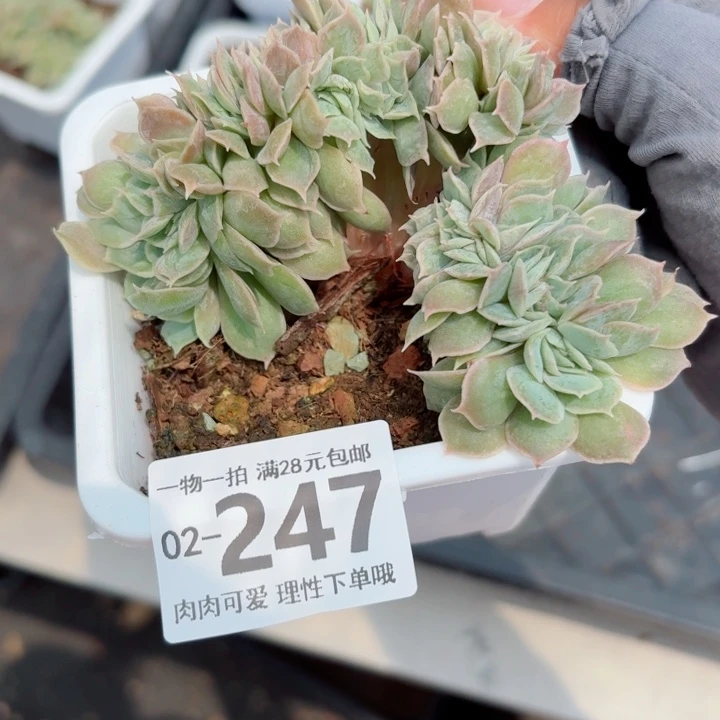 昂斯诺缀化无盆土发货多肉
