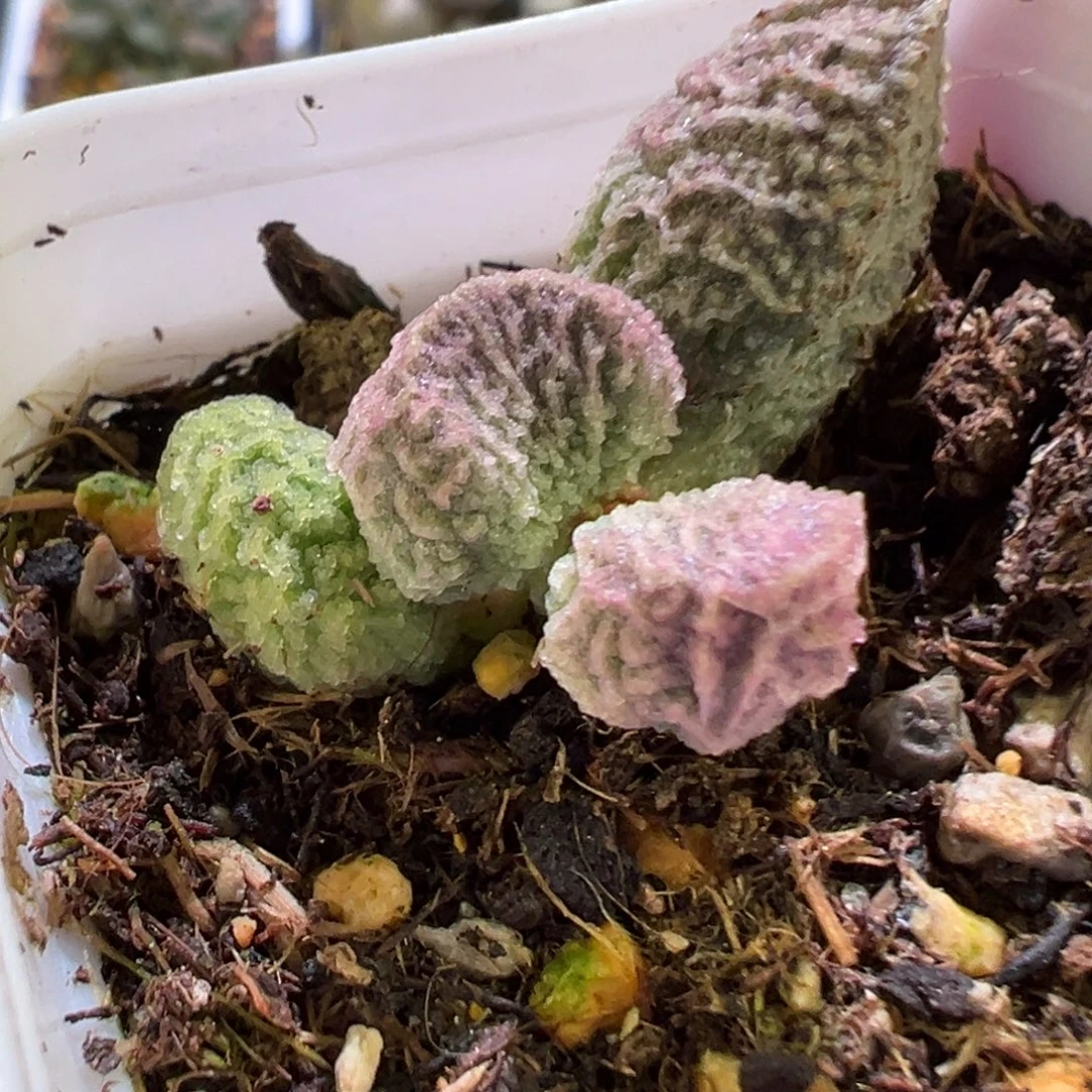 *****花花专拍链接多肉植物水泡