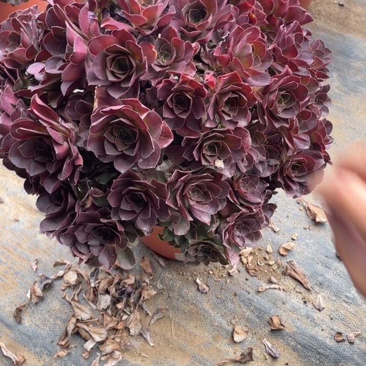 云*飨多肉魅金玫瑰朵朵614