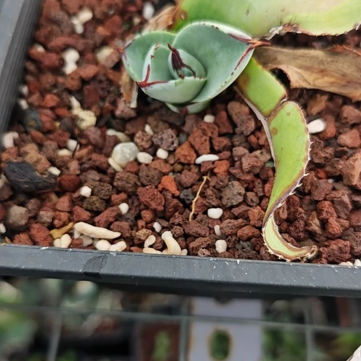 圆叶鲸鱼舌龙舌兰顶芽一颗