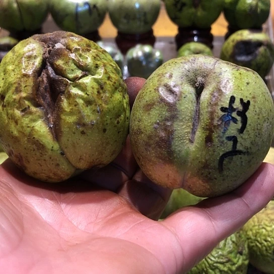 桃核吊坠核桃核桃
