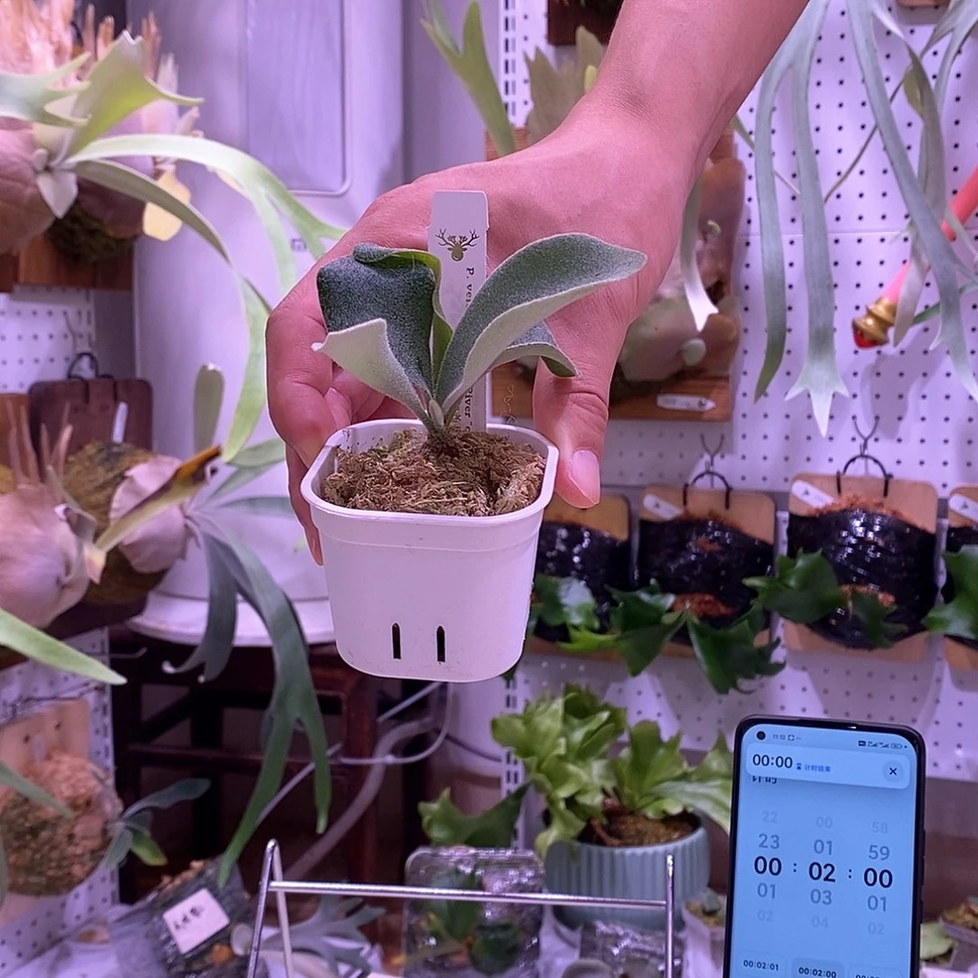 无花朵ar 酋长孢子苗