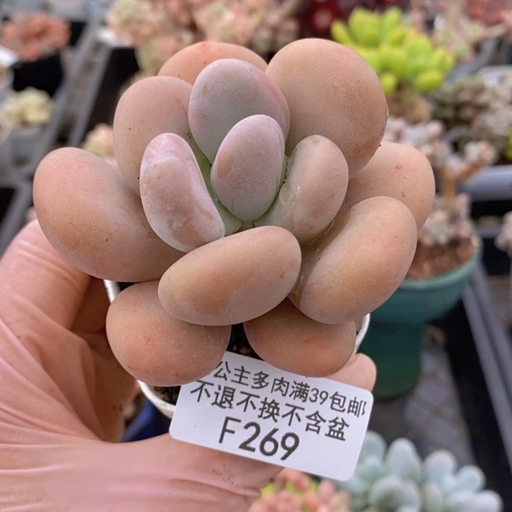 大单头橙雪球8cm269多肉植物