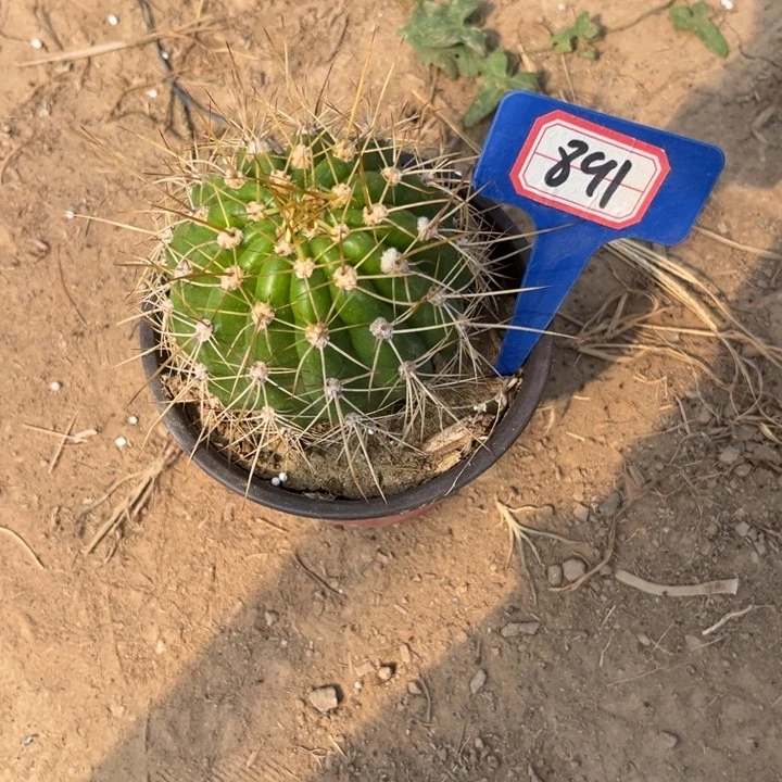 891。毛花柱清清粉黛。。