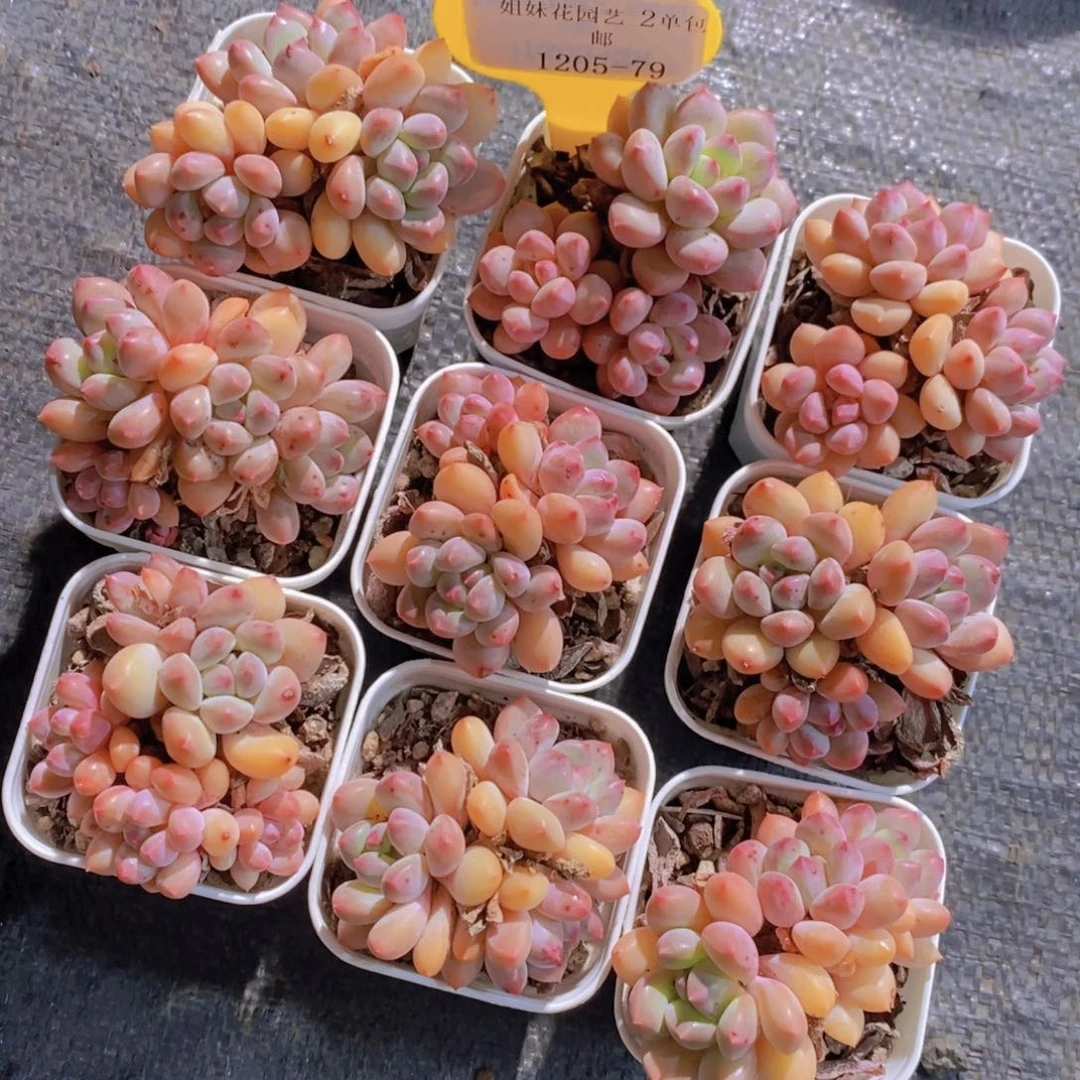 1205-79-精品塞尔达公主群一个