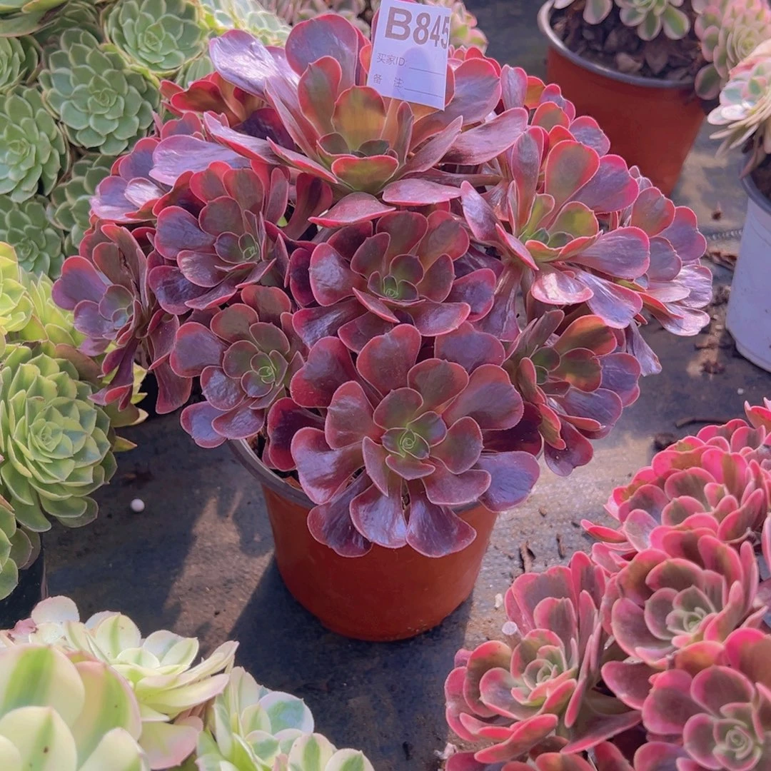 845，爱神多肉植物法师