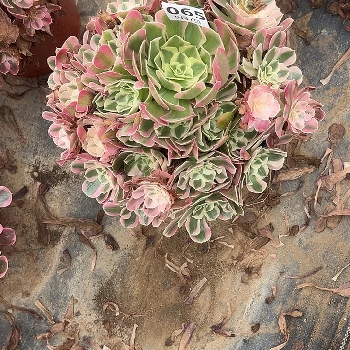 9.7-65女巫变异多肉植物1