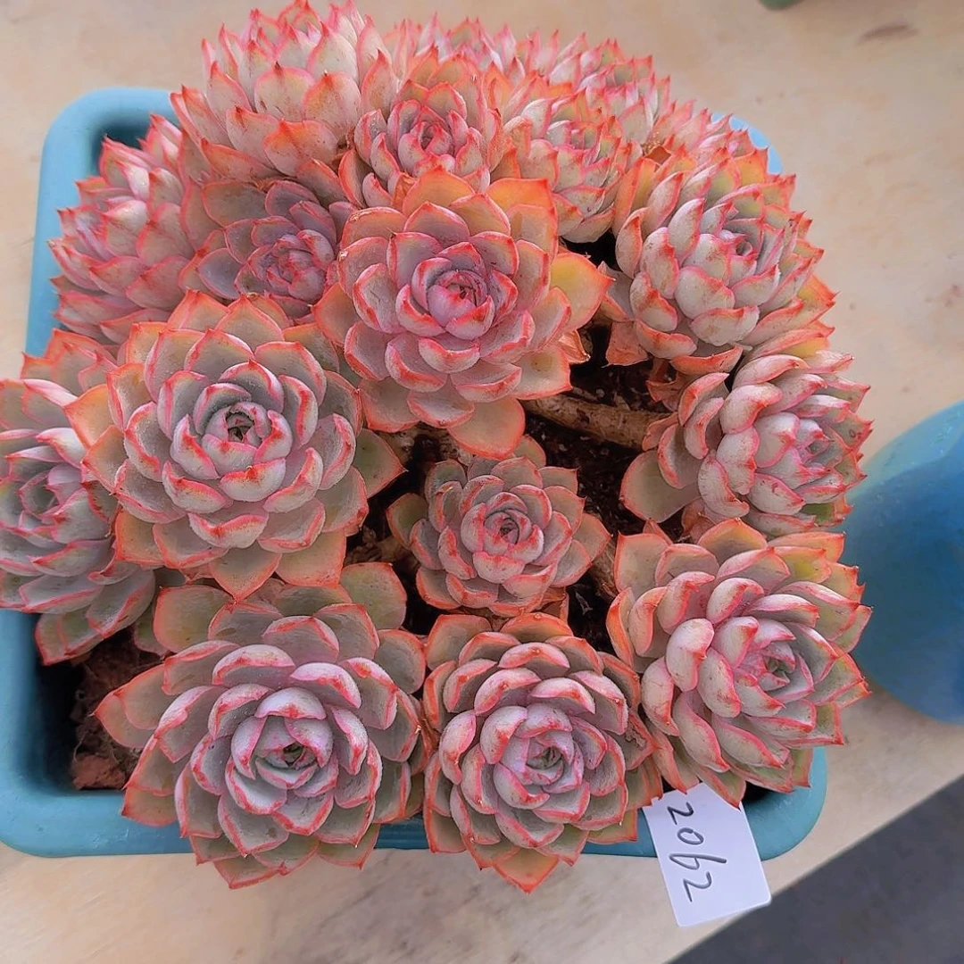 蜻**水2062赫拉多肉植物