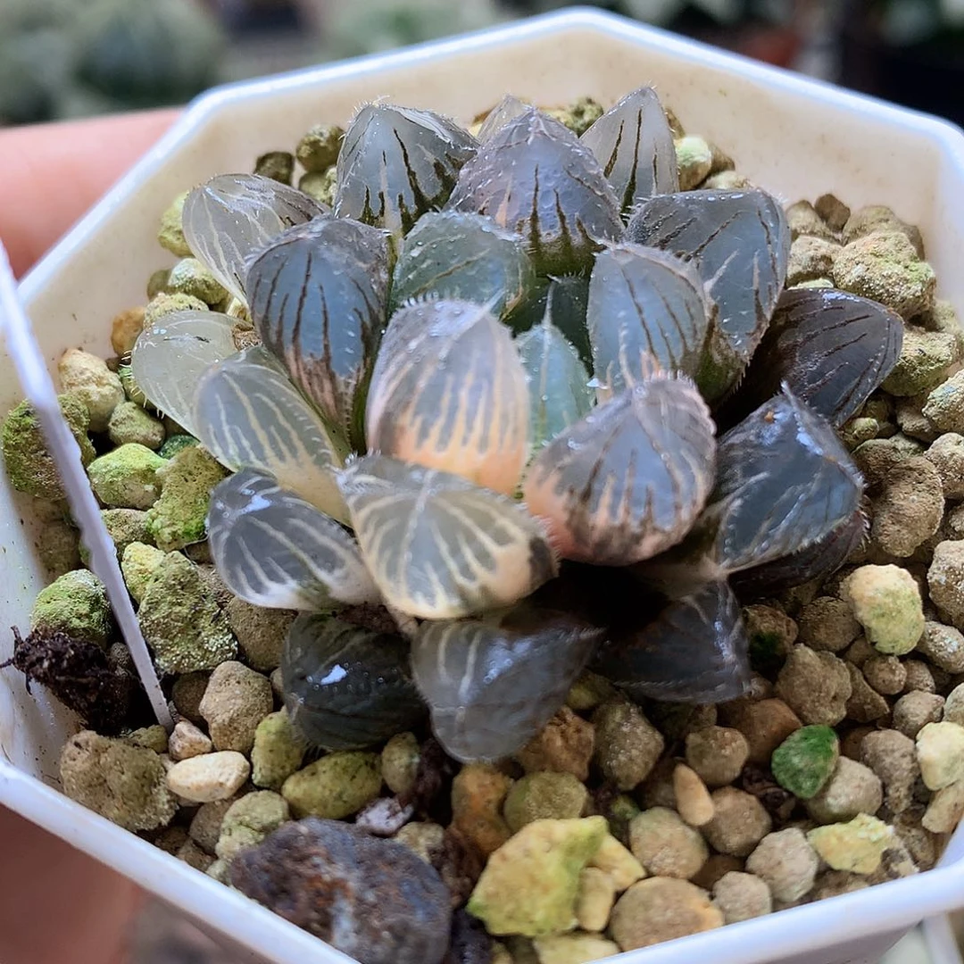 巨大赤线玉露锦带盆土发货l