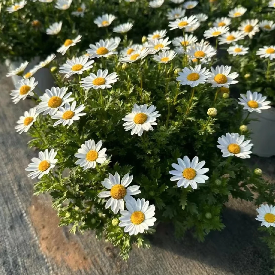 白晶菊耐寒小雏菊盆栽庭院阳台四季开花植物