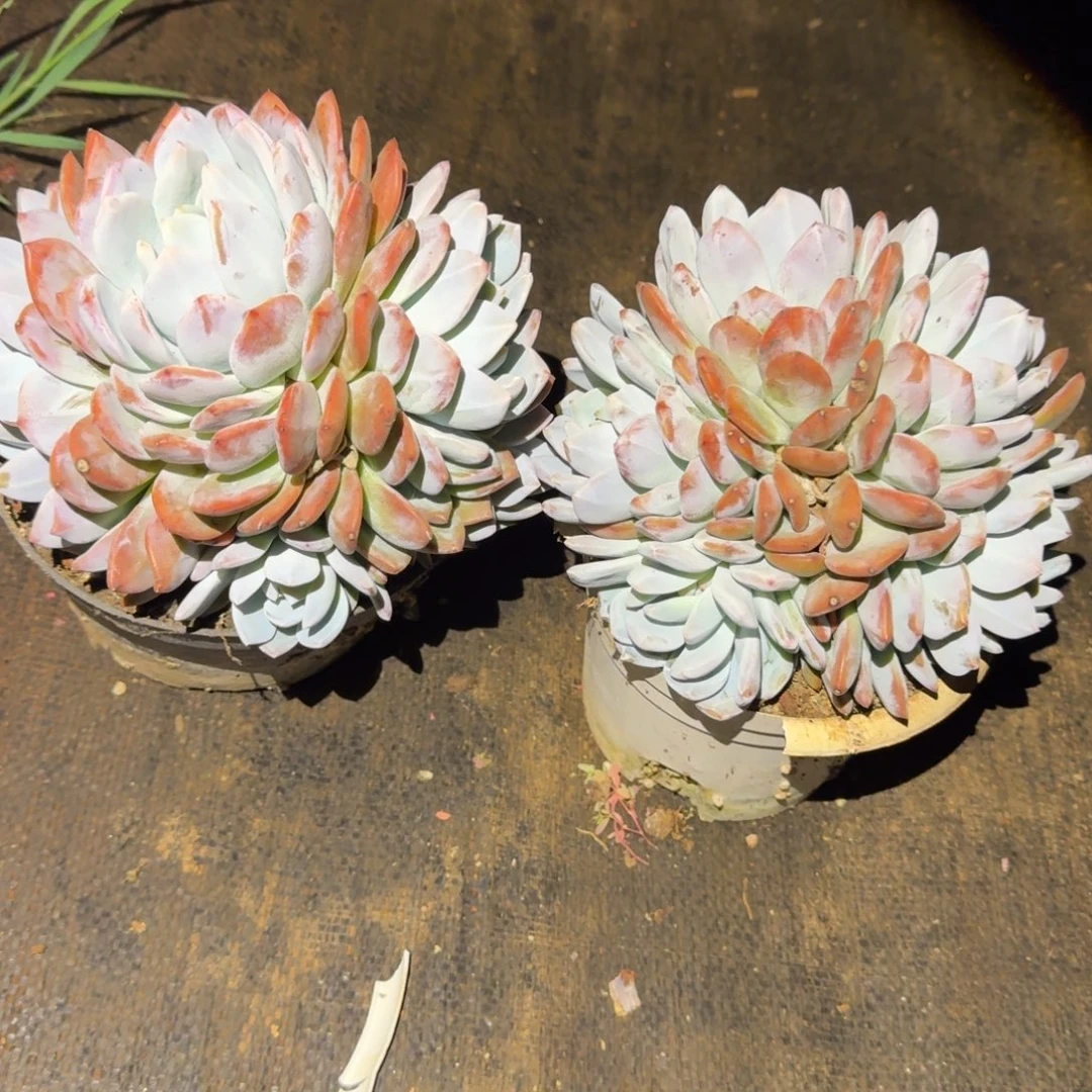 风***瑰2个5头橙梦路3号棚